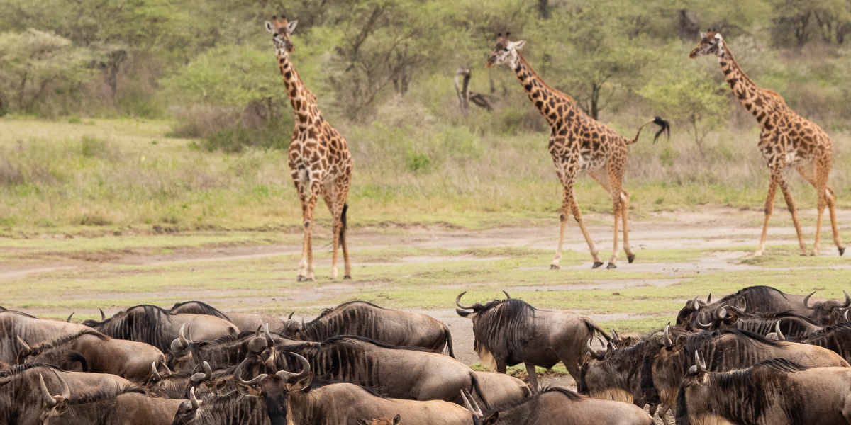 Dovolená v Tanzanii: Jeden den v kráterů Ngorongoro