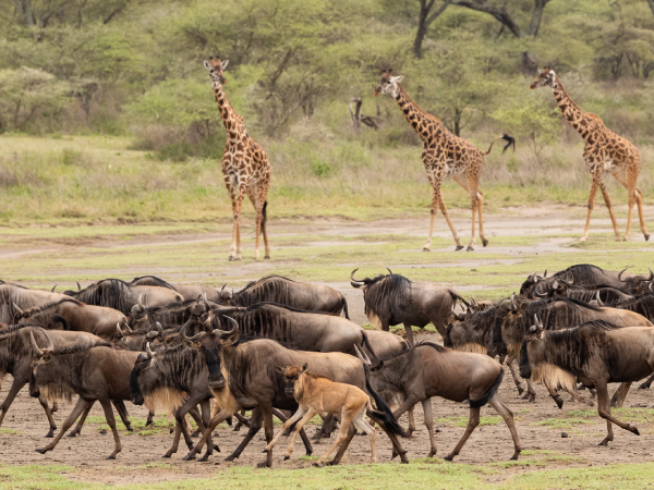 Dovolená v Tanzanii: Jeden den v kráterů Ngorongoro