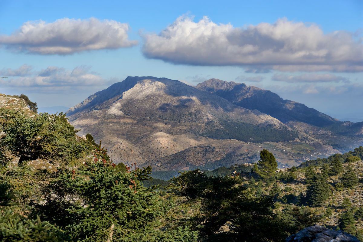 Les pinsapo v pohoří Sierra de las Nieves v Andalusii