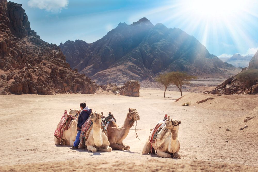 Poušť a velbloudi v okolí Sharm El Sheikh