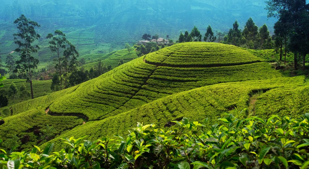 Čajové plantáže na Srí Lance v Nuwara Eliya